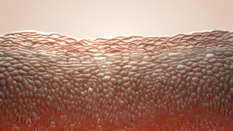 skin cells