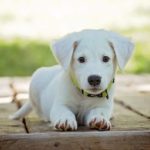 Five Health Benefits of Owning a Dog