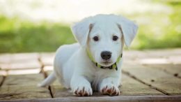 Puppy Dog