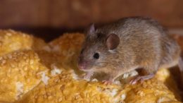 animal-borne disease