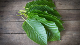 Kratom leaves
