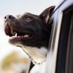 5 Reasons Dogs Are The Best Stress Busters