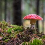 Debunking 5 Myths About Psychedelics