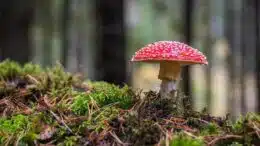 psychedelic mushroom
