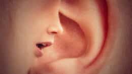 ear