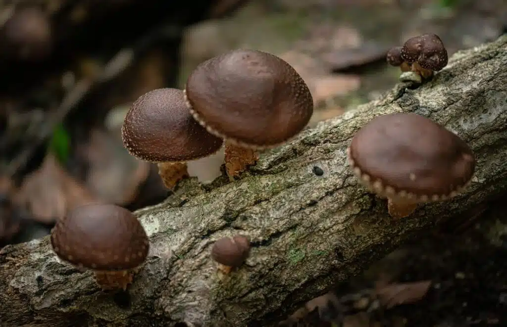 Shiitake Mushrooms