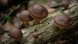 Shiitake Mushrooms
