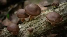 Shiitake Mushrooms