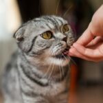 Hemp Oil For Cats: A Guide to its Benefits and Uses