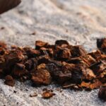 The Hidden Gem of the Forest – The Medicinal Chaga Mushroom