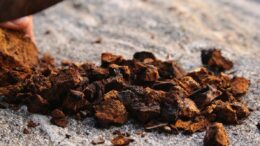 Chaga mushroom