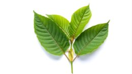 Kratom leaves