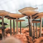 Your Guide To Organic Mushroom Benefits and How to Use This Superfood