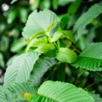 Kratom for ADHD: Top 10 Facts To Know
