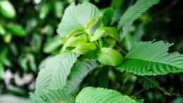 green kratom leaves