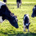 Grass-Fed Beef: Benefits and Disadvantages