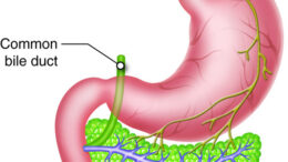 stomach