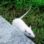 Why Do Scientific Studies Choose Mice For Experiments