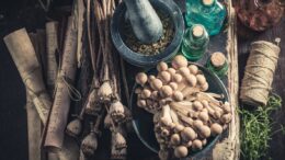 medicinal mushrooms