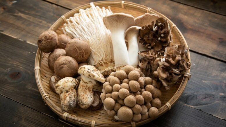 edible mushrooms