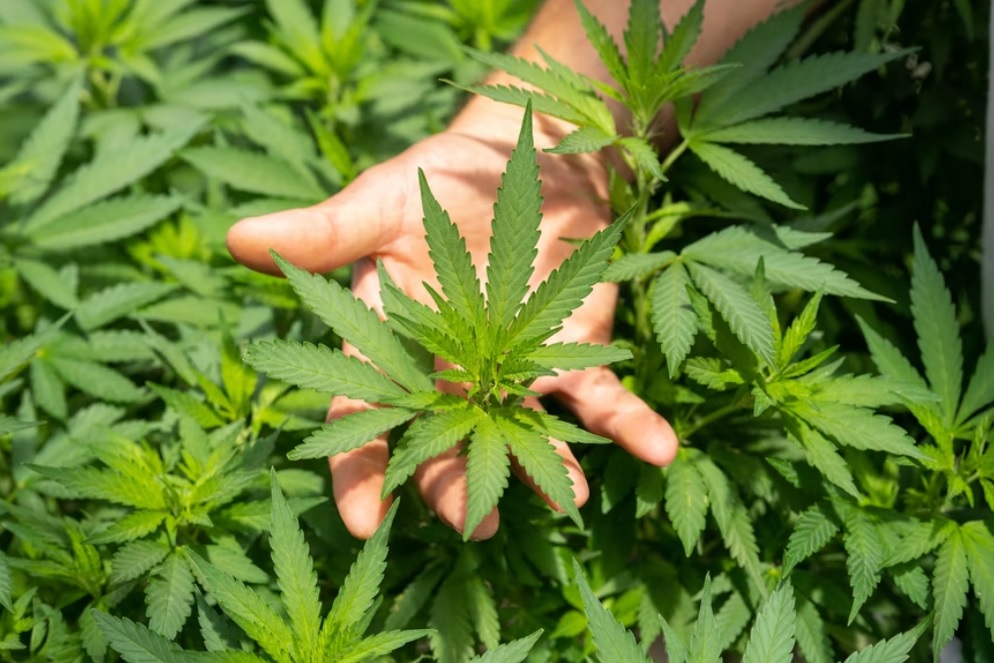 cannabis hand