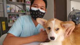 puppy veterinary
