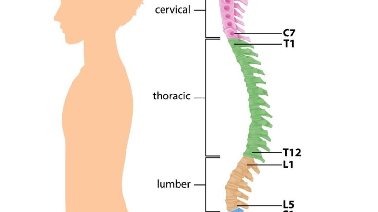 spine anatomy