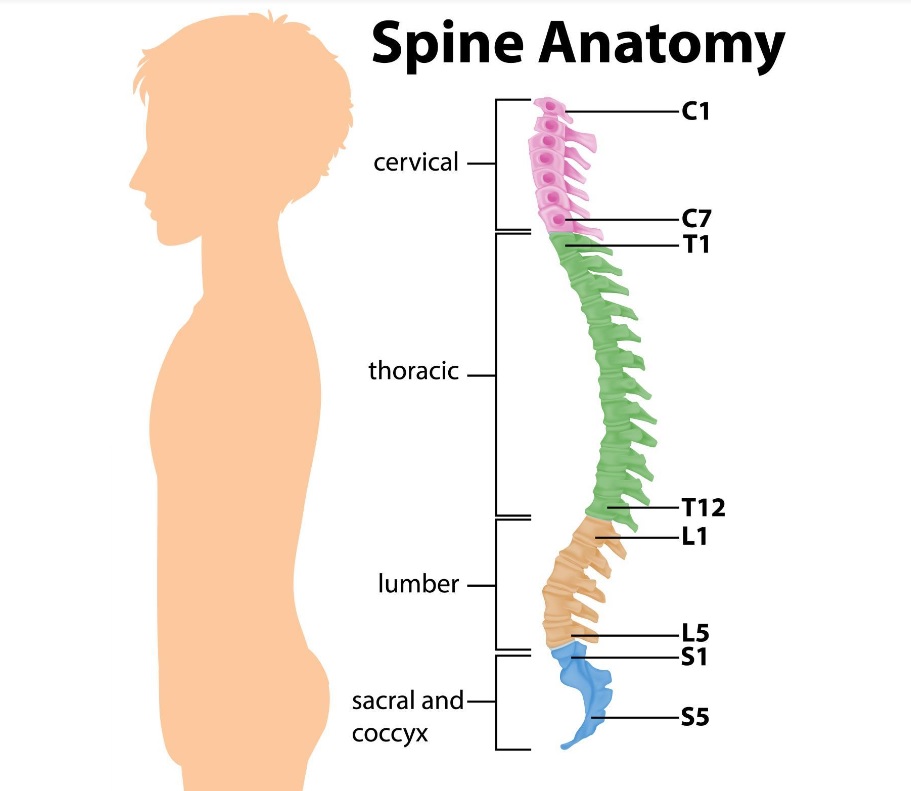 Lumbar Fusion A Brief Explanation About the Procedure