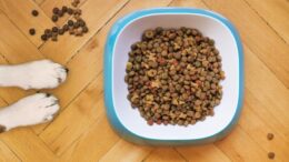 dog food