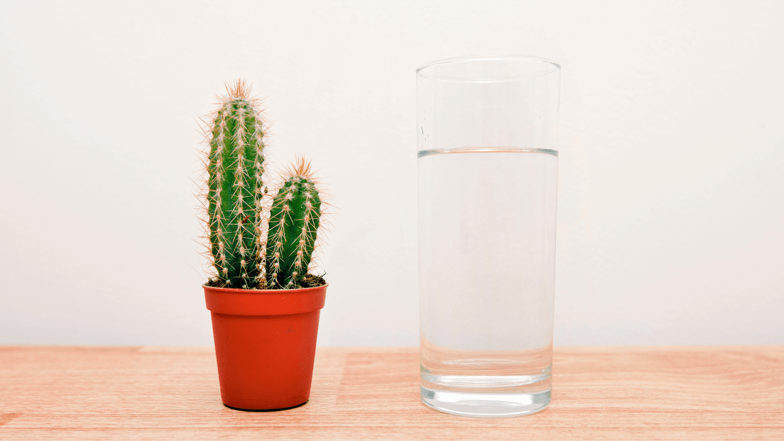 cactus water