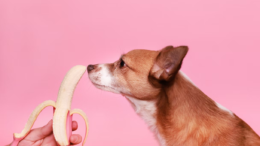 dog with banana