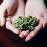 The What, Why, and How of Taking Medical Cannabis