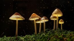 Blue Goba Psilocybin