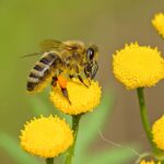 Top Essential Oil for Bee Sting - Must Know DIY Recipes