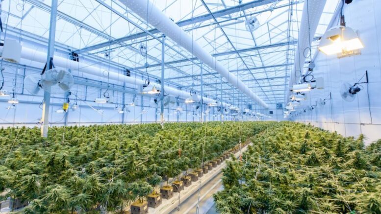 marijuana greenhouse