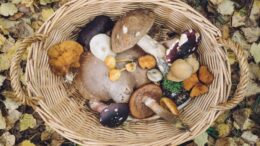 edible mushrooms