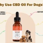 How Can CBD Oil Help Dogs With Cancer?