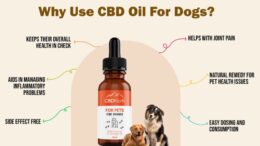 cbd for dogs