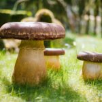 What Are Mushroom Supplements Good For? A Beginner’s Guide