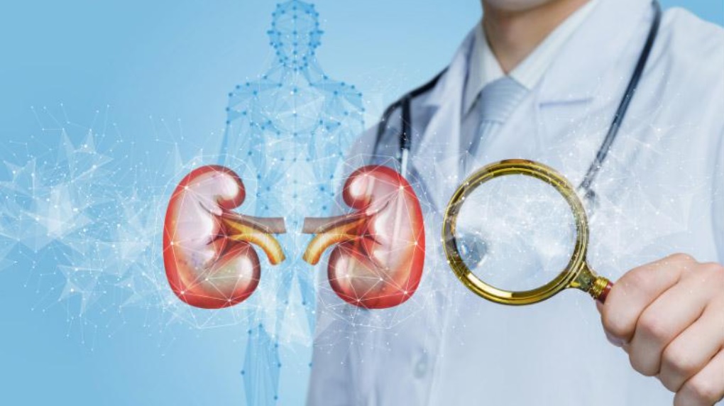 kidney renal medicine