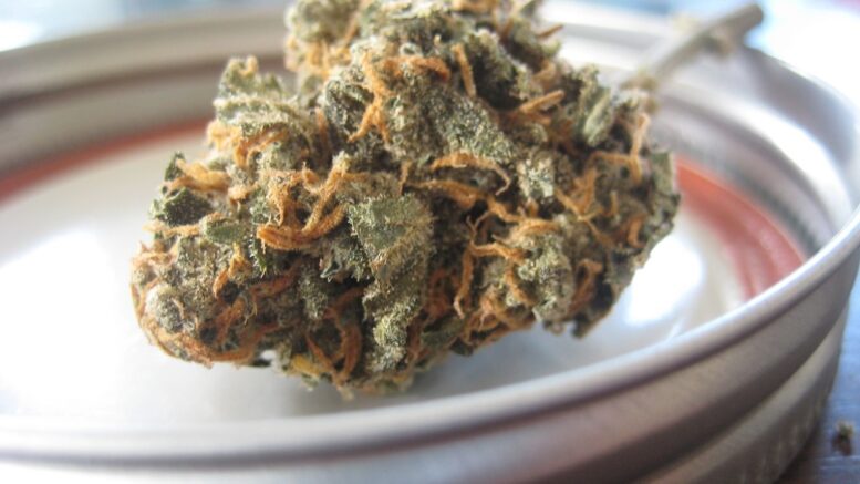 cbd cannabis marijuana
