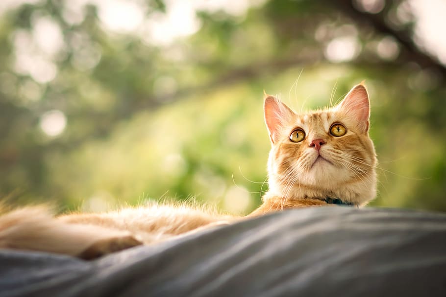 Common Allergies and Infections in Cats
