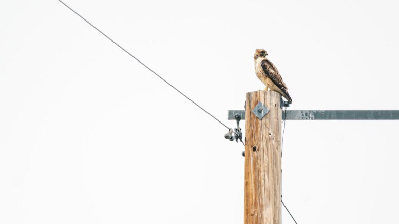 power pole bird
