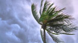 Palm tree in the storm