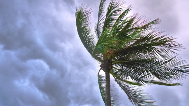 Palm tree in the storm