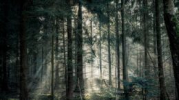 Woods